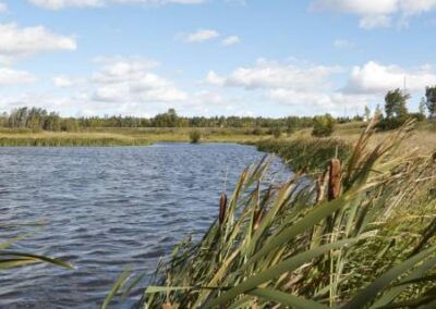 Riverside Community St.Albert - cattails on the waters edge