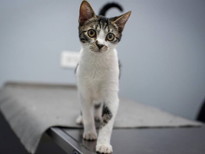 A group of older adults enjoying board games at Three Robins Riverside - independent senior living in St. Albert