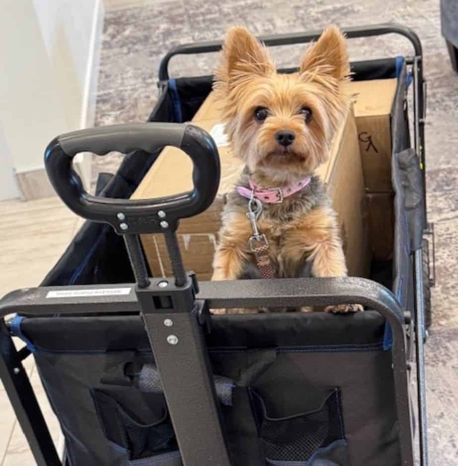 Lulu, the Three Robins Riverside Mascot making deliveries by wagon