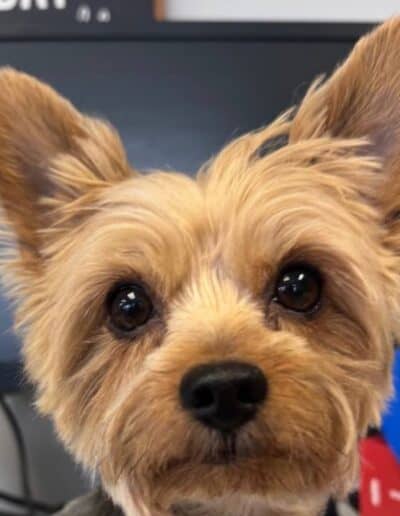 Lulu the Yorkie - Three Robins Riverside Mascot