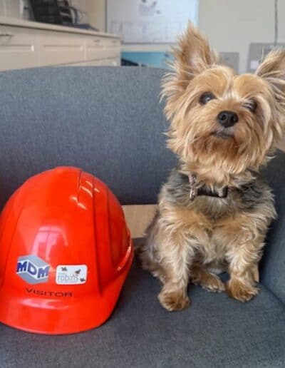 Dog Lulu and safety helmet on office chair in indoor setting.