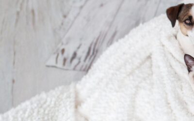 Pet-Friendly Senior Apartments St. Albert