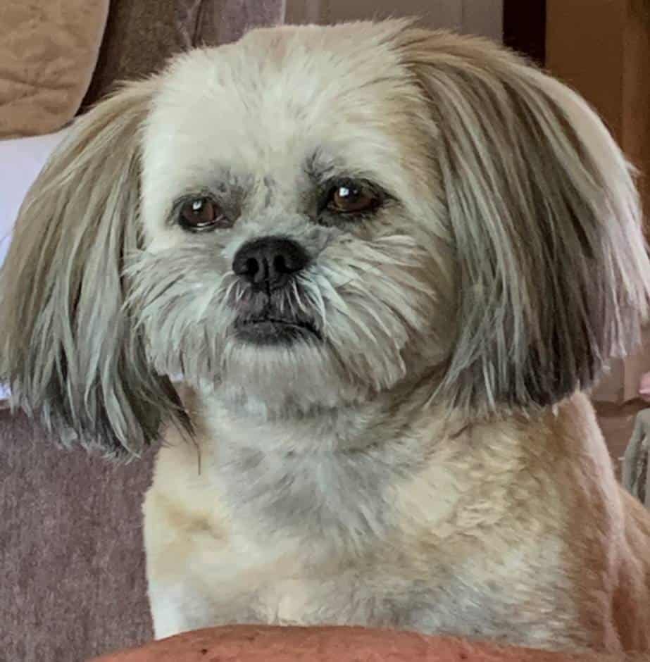 Gracie - Pet of the Month