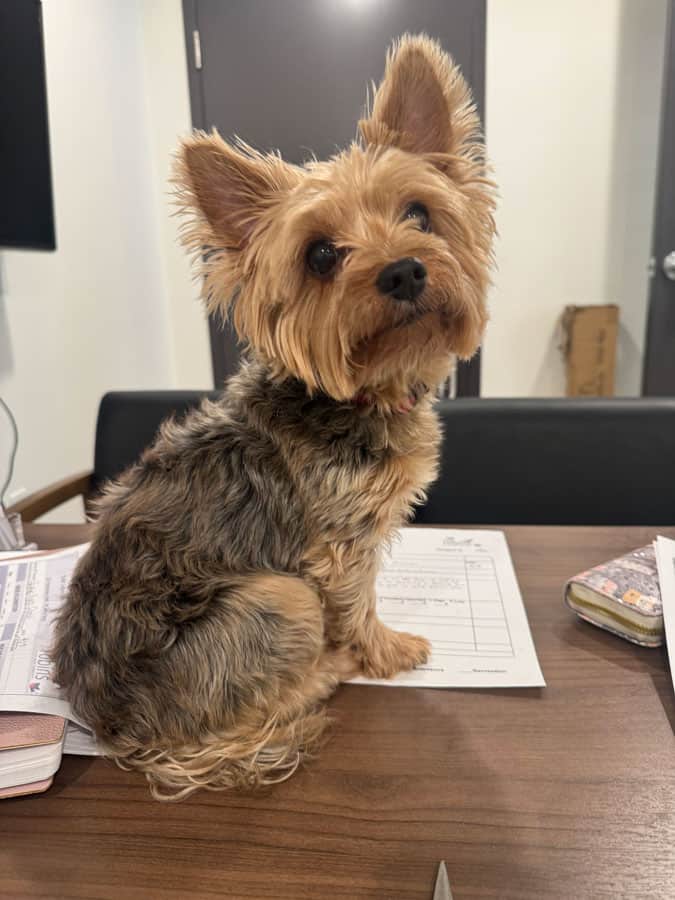Meet Lulu at our pet-friendly senior apartments St.Albert - Three Robins Riverside