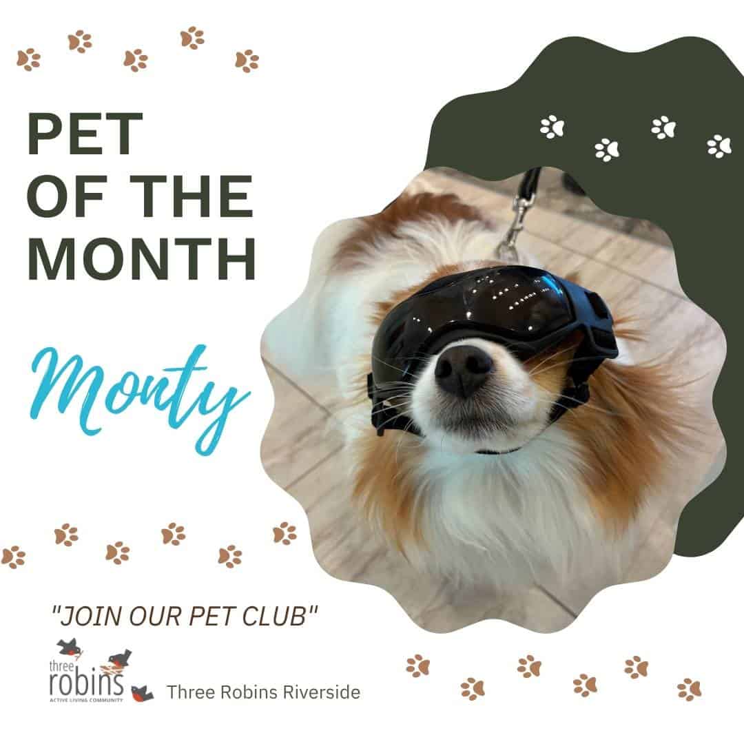 Dog wearing goggles, promoting pet club.