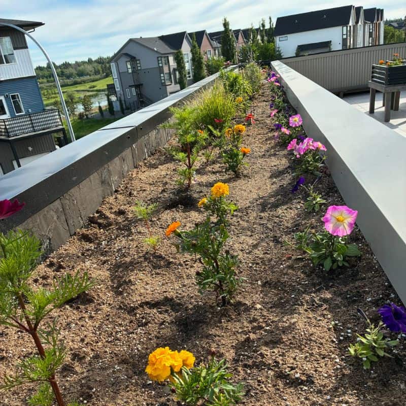 Rooftop patio and garden at Three Robins Riverside overlooking the pond in St. Albert